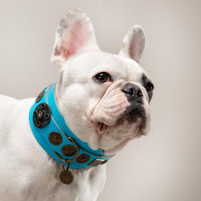 Witte Bulldog Halsband - Barcelona Dogs