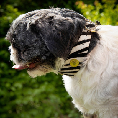 Zebra Print echt leren honden halsband - Barcelona Dogs