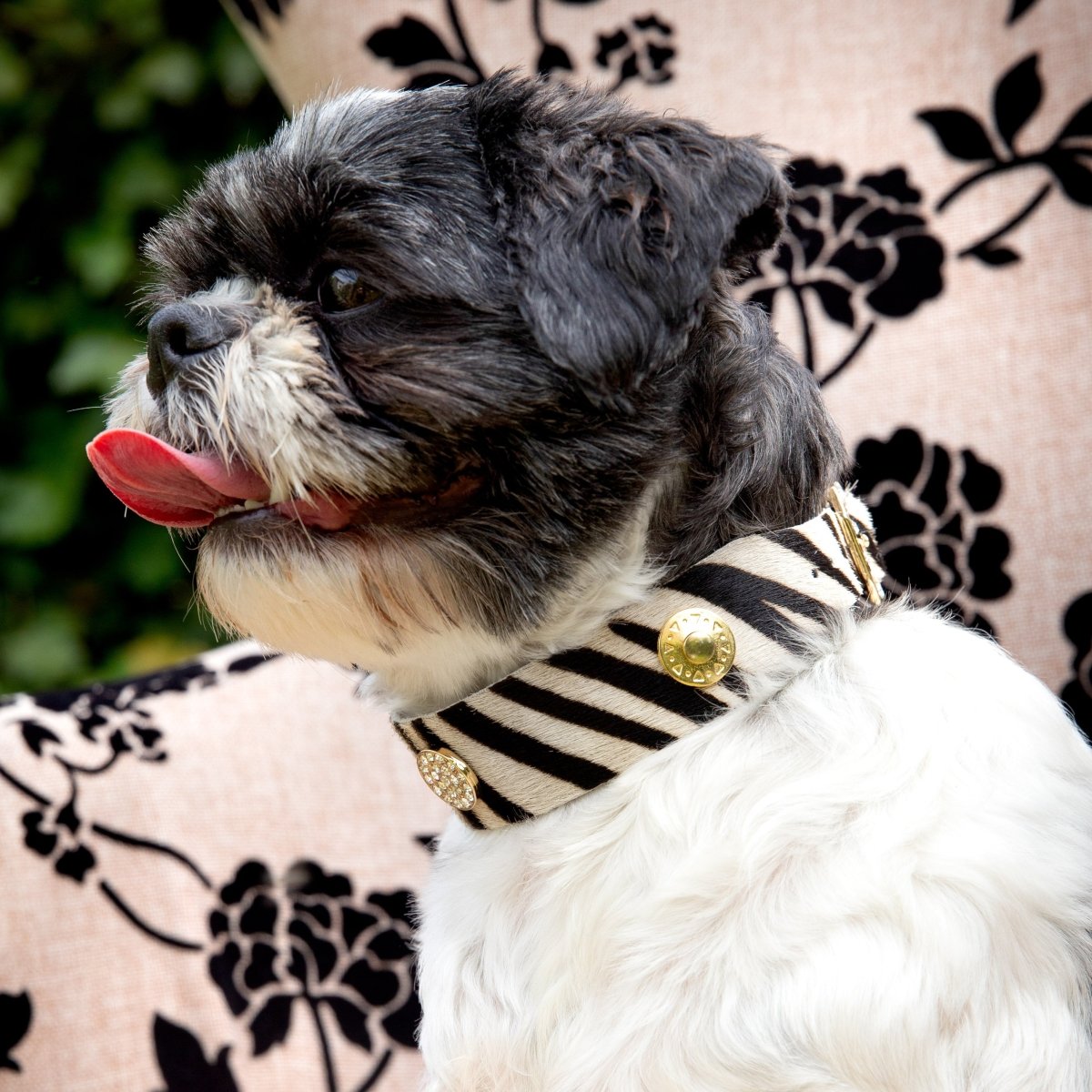 Zebra Leren Halsband voor Honden - Dogita