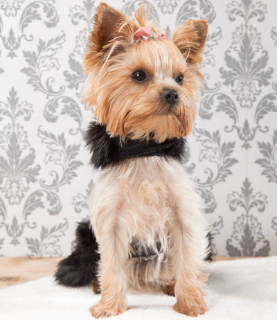 Hondenjas Yorkishire Terrier - Susan Lanci Designs