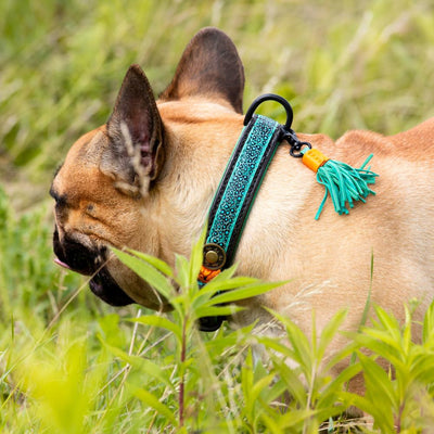 Franse Bulldog Bohemian Halsband - Dog With a Mission