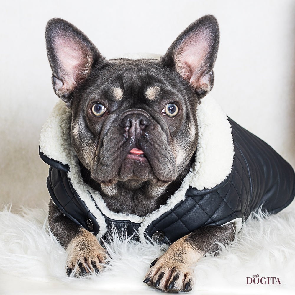 Bulldog Jas Joshua - Milk & Pepper - Milk & Pepper