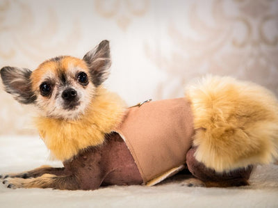 Champagne Luxury Jas Bont voor Hond in Beige - Susan Lanci Designs