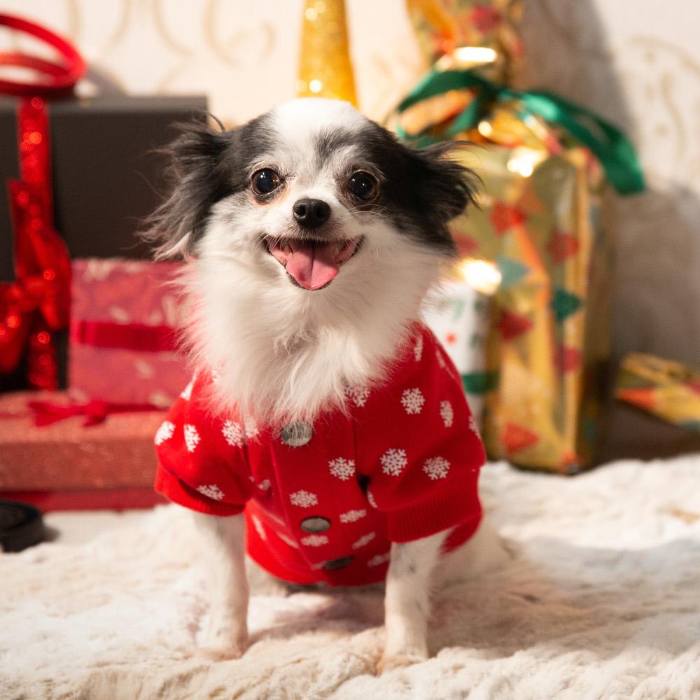 Chihuahua Christmas Sweater Flakey - Milk & Pepper