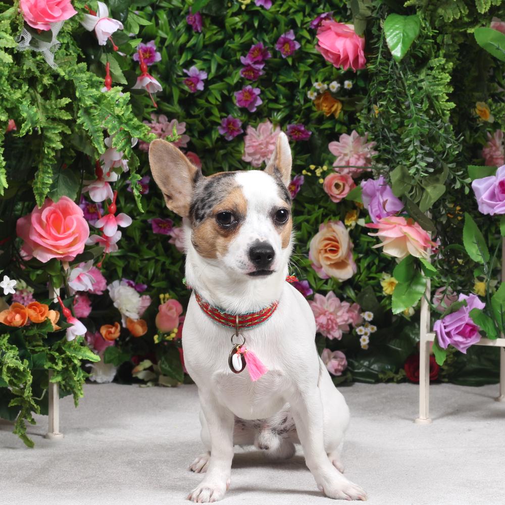 Peruvian Festival Ruby Halsband - Dog With a Mission