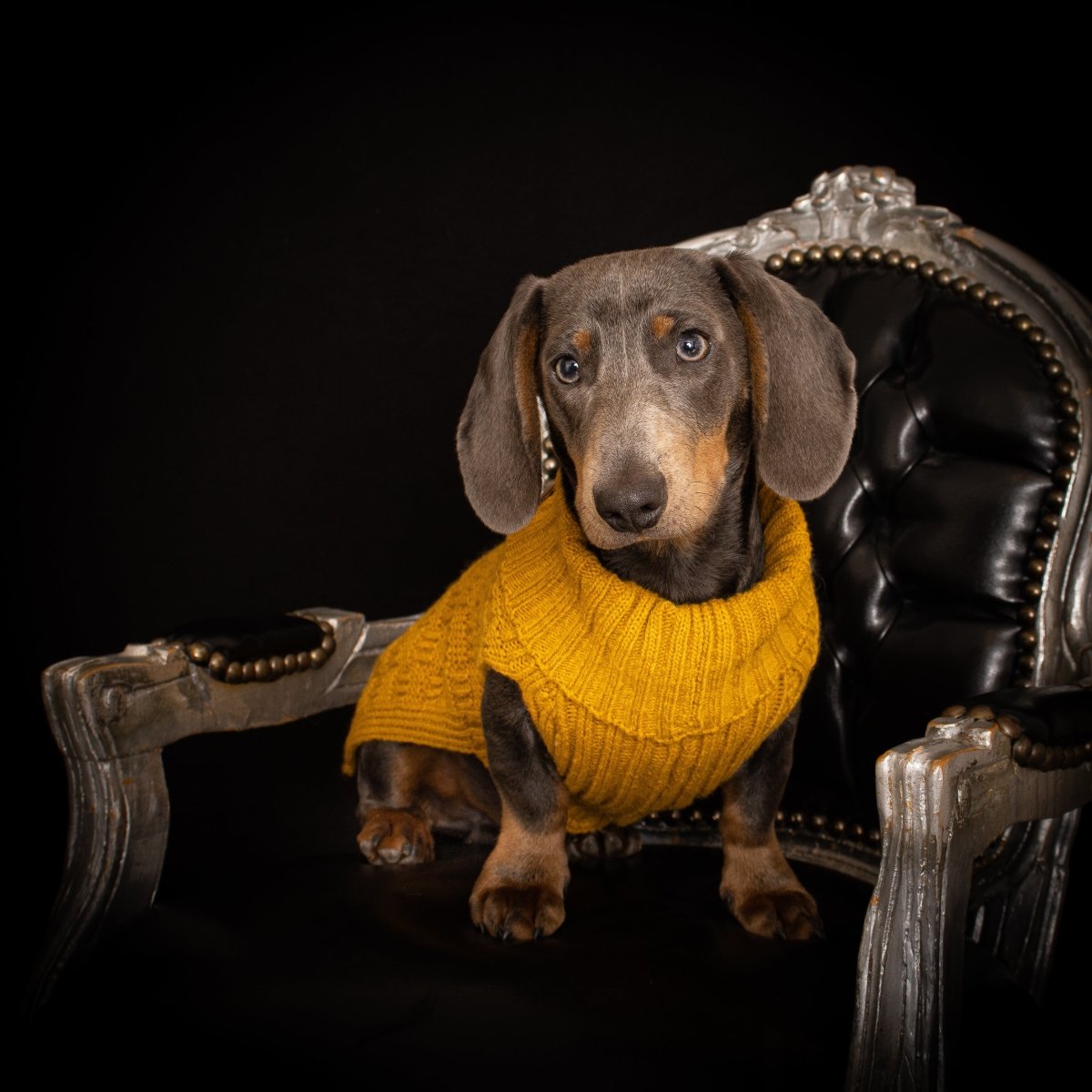 Teckel Sweater Mustard George - TQuel