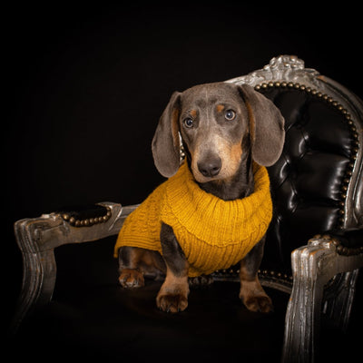 Teckel Sweater Mustard George - TQuel
